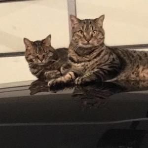 Meet your Posher, Ann